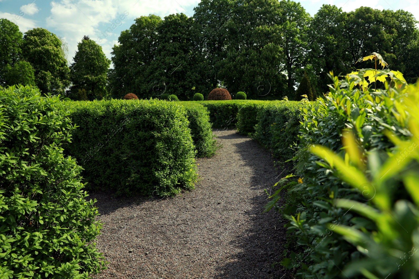 Photo of Beautiful view of green hedge maze on sunny day