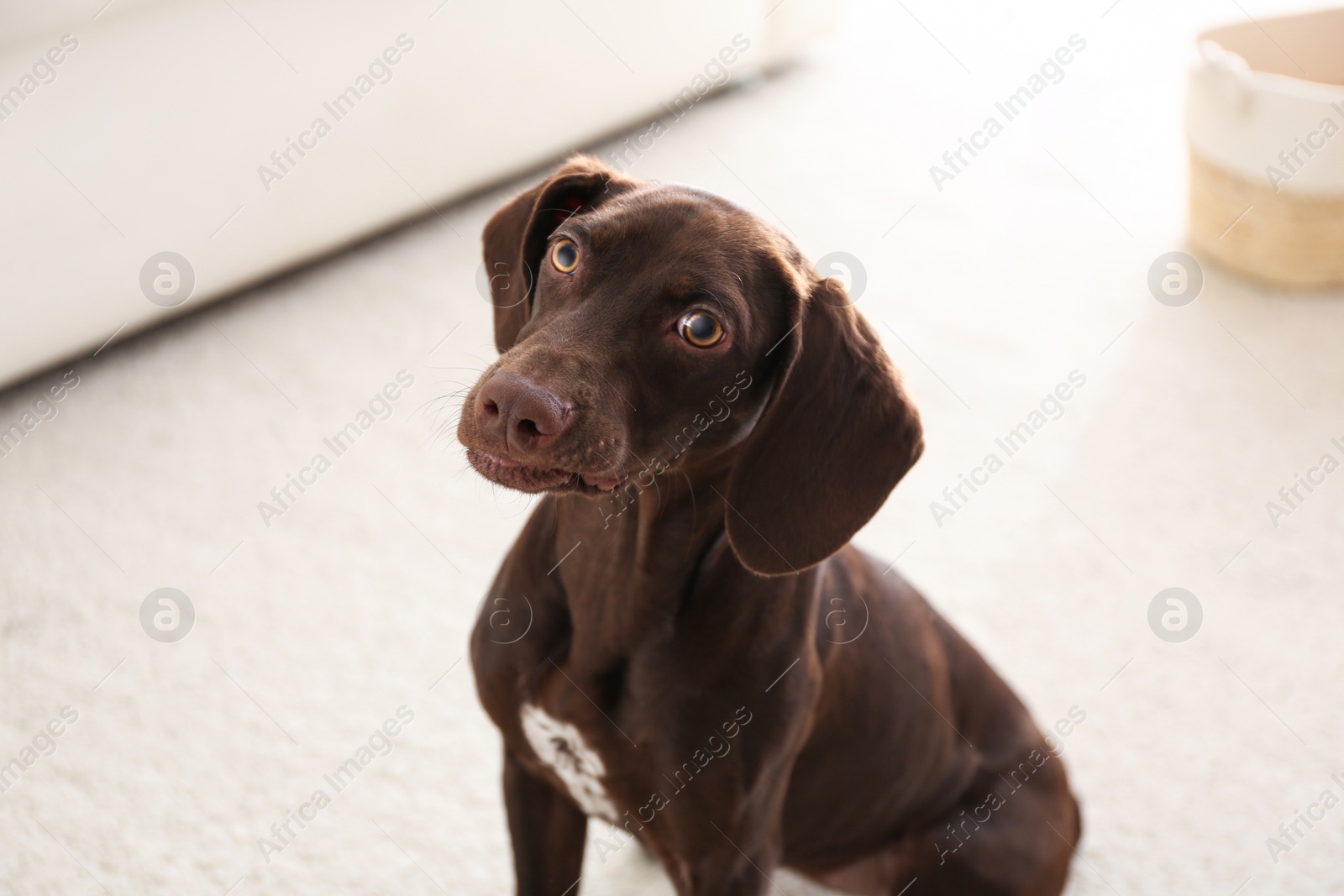 Photo of Beautiful brown German Shorthaired Pointer dog at home