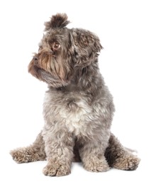 Photo of Cute Maltipoo dog on white background. Lovely pet