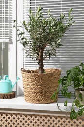 Photo of Beautiful young potted olive tree, monstera obliqua and watering can on windowsill indoors. Interior element