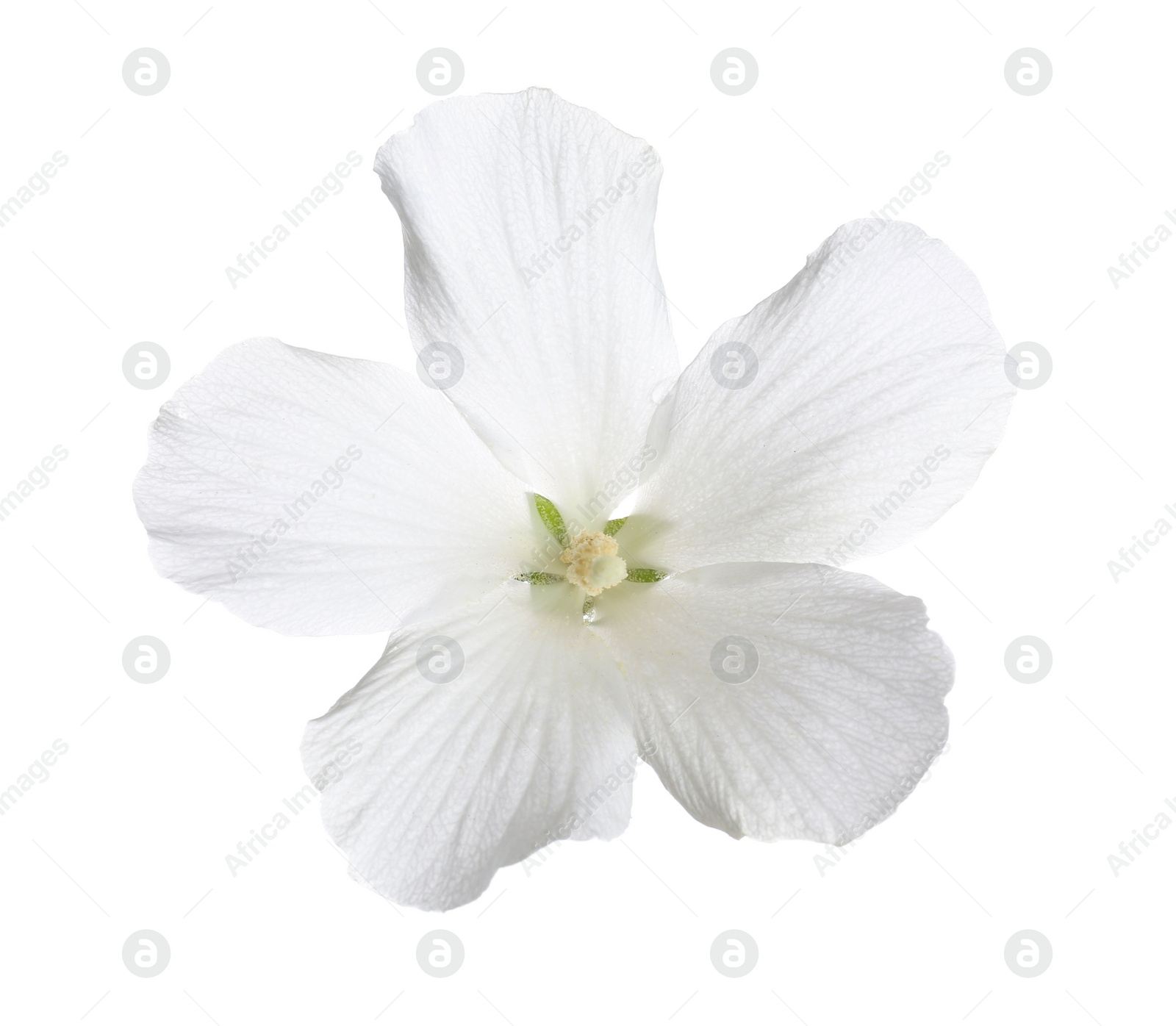 Photo of Beautiful tropical Hibiscus flower on white background