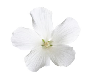 Photo of Beautiful tropical Hibiscus flower on white background