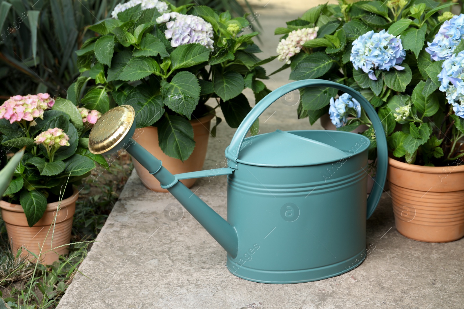 Photo of Watering can and beautiful blooming hortensia plants in pots outdoors