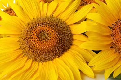 Photo of Beautiful bright blooming sunflowers as background, closeup