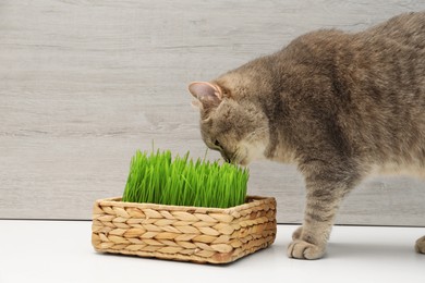 Cute cat near fresh green grass on white surface