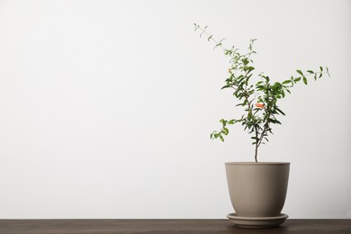 Photo of Pomegranate plant with green leaves in pot on wooden table, space for text