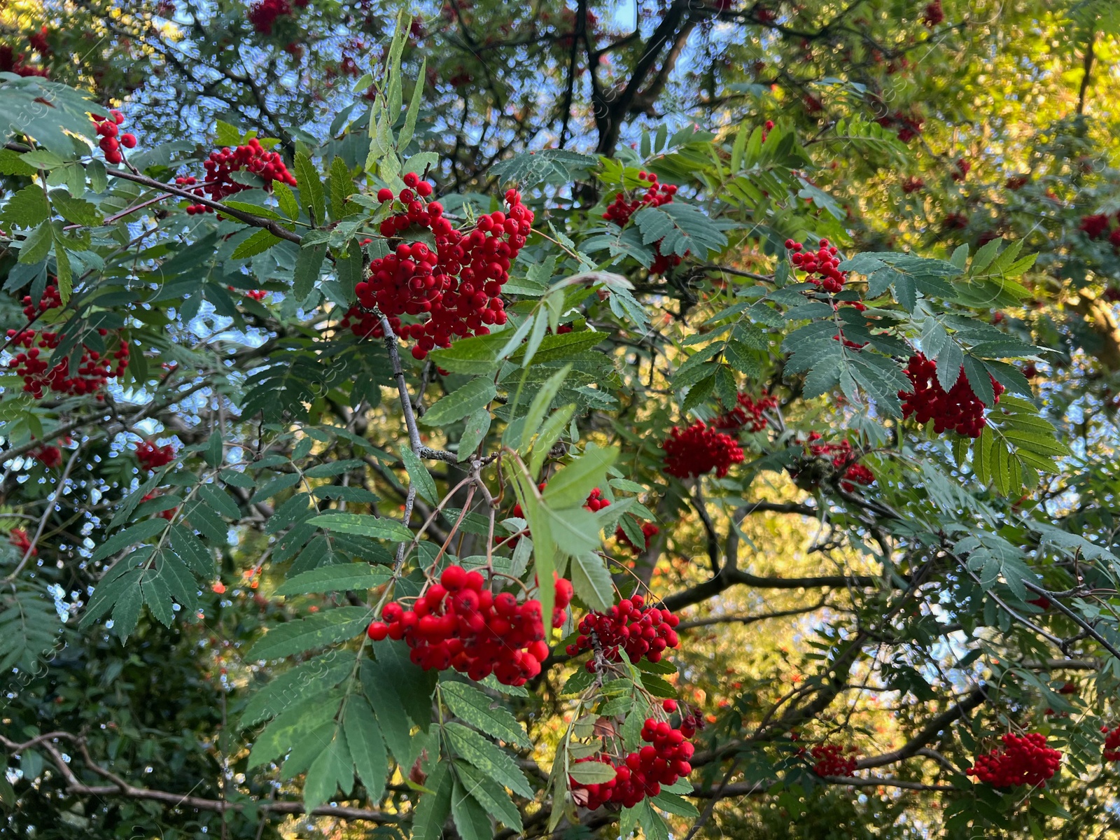 Photo of Rowan tree branches with red berries outdoors