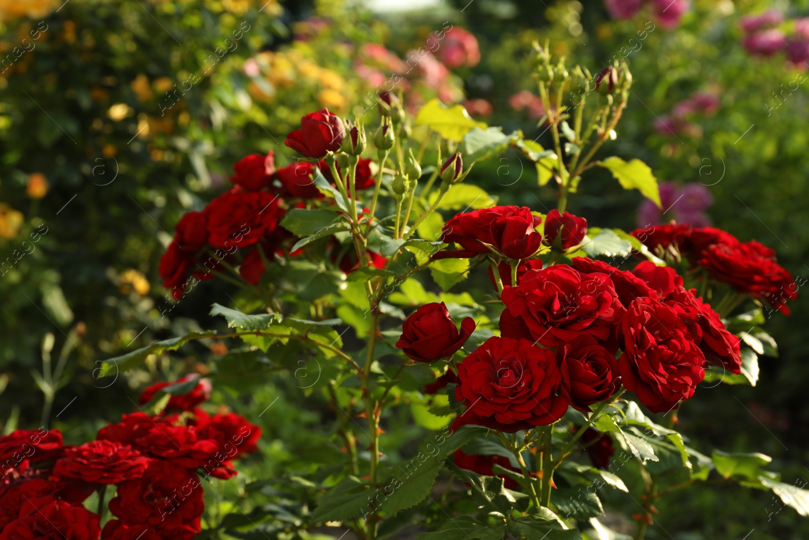 Photo of Beautiful blooming red roses on bush outdoors