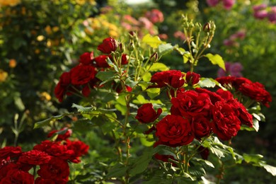 Photo of Beautiful blooming red roses on bush outdoors