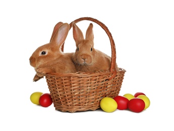 Photo of Adorable furry Easter bunnies in wicker basket and dyed eggs on white background