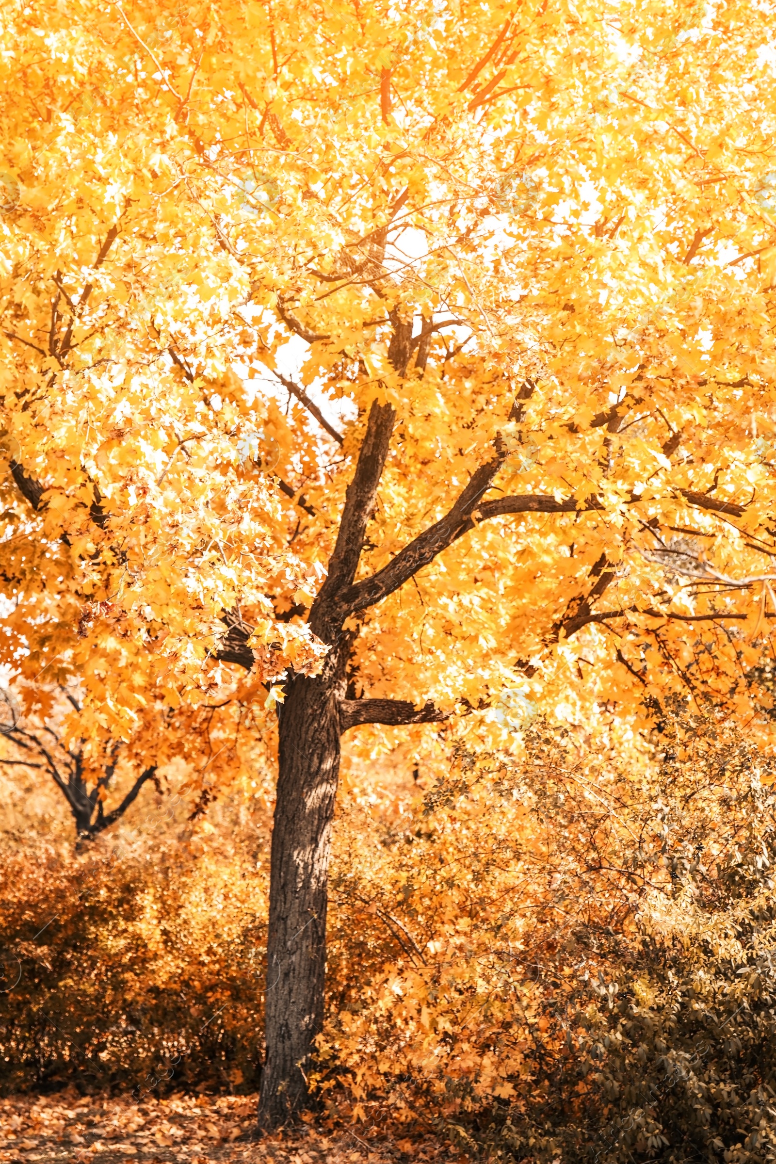 Photo of Picturesque landscape of autumn park on sunny day