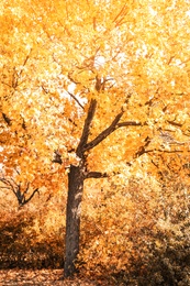 Photo of Picturesque landscape of autumn park on sunny day