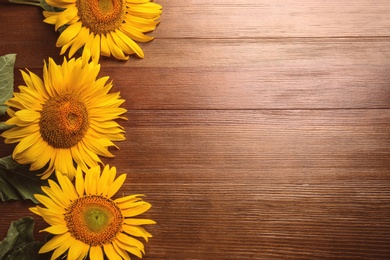 Photo of Beautiful bright sunflowers on wooden background, flat lay. Space for text