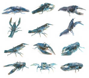 Set of blue crayfishes isolated on white