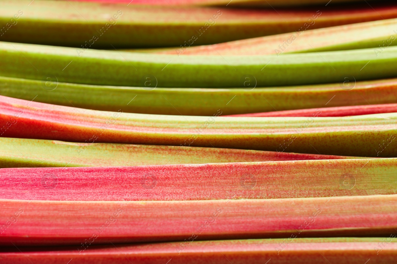 Photo of Many ripe rhubarb stalks as background, closeup