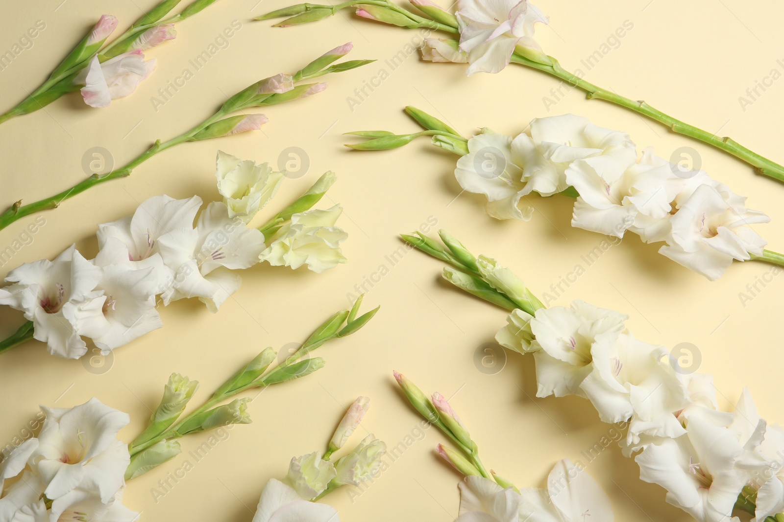 Photo of Flat lay composition with beautiful gladiolus flowers on color background