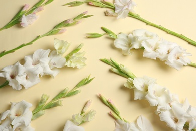 Photo of Flat lay composition with beautiful gladiolus flowers on color background