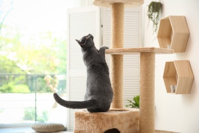 Photo of Cute pet on cat tree at home