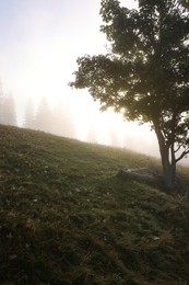 Photo of Tree growing on meadow in foggy morning