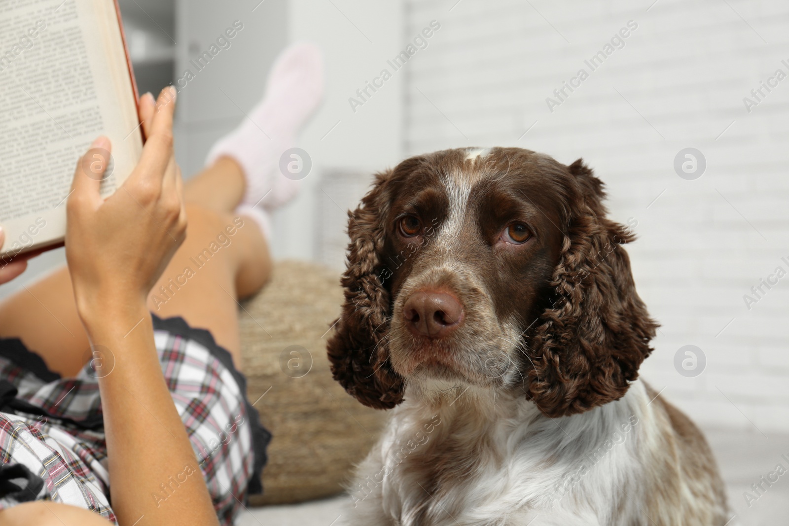 Photo of Adorable Russian Spaniel with owner indoors, closeup view