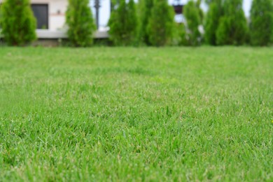Photo of Beautiful green lawn with freshly mown grass outdoors