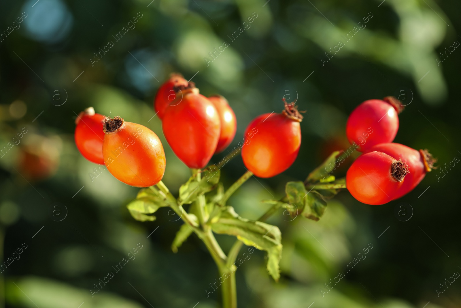 Photo of Ripe rose hip berries outdoors on sunny day, closeup