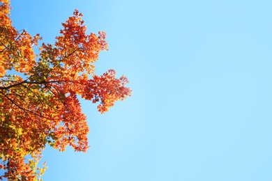 Photo of Branches with autumn leaves against blue sky on sunny day. Space for text