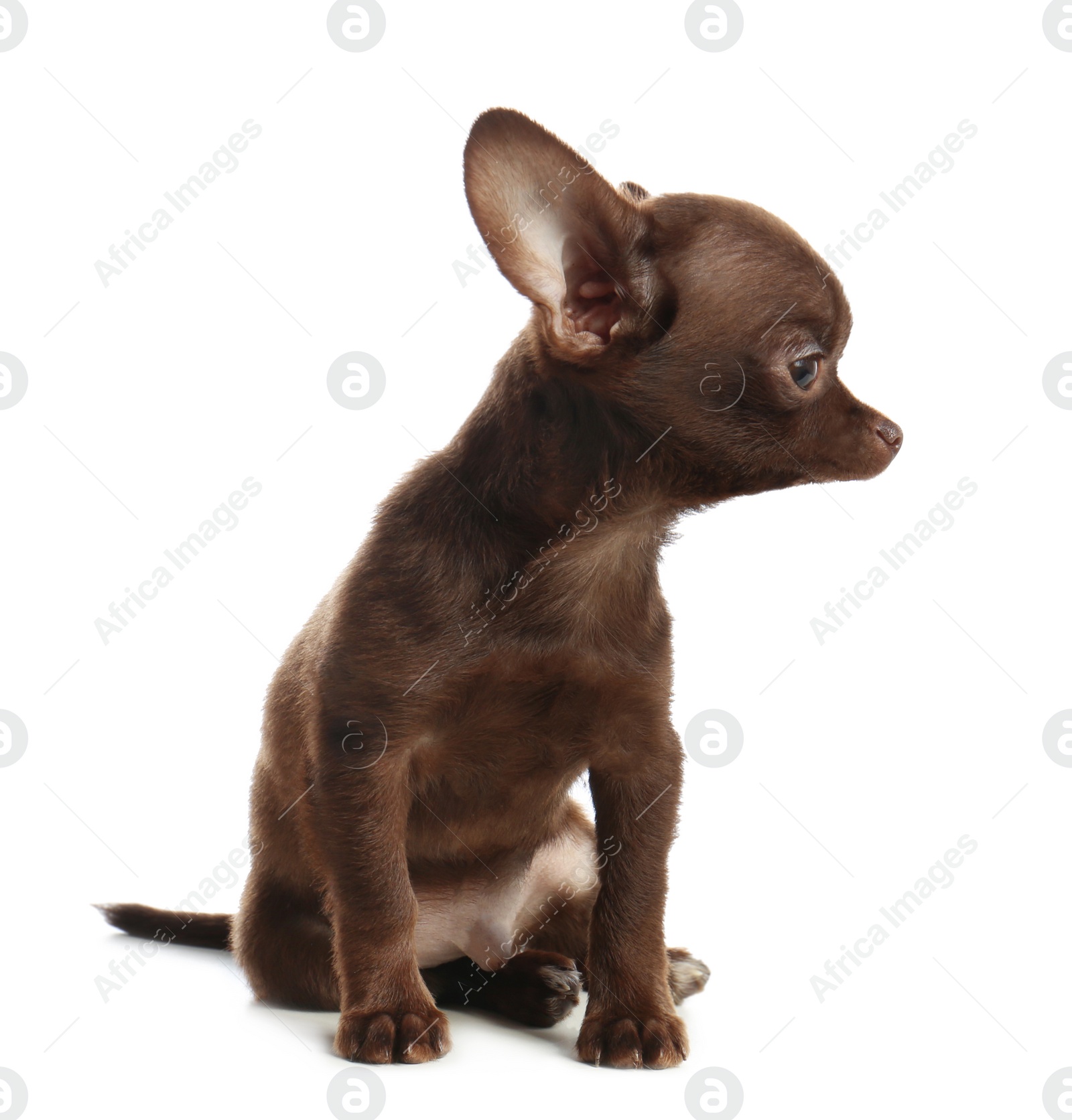 Photo of Cute small Chihuahua dog on white background