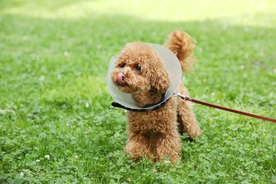 Photo of Cute Maltipoo dog with Elizabethan collar on green grass outdoors