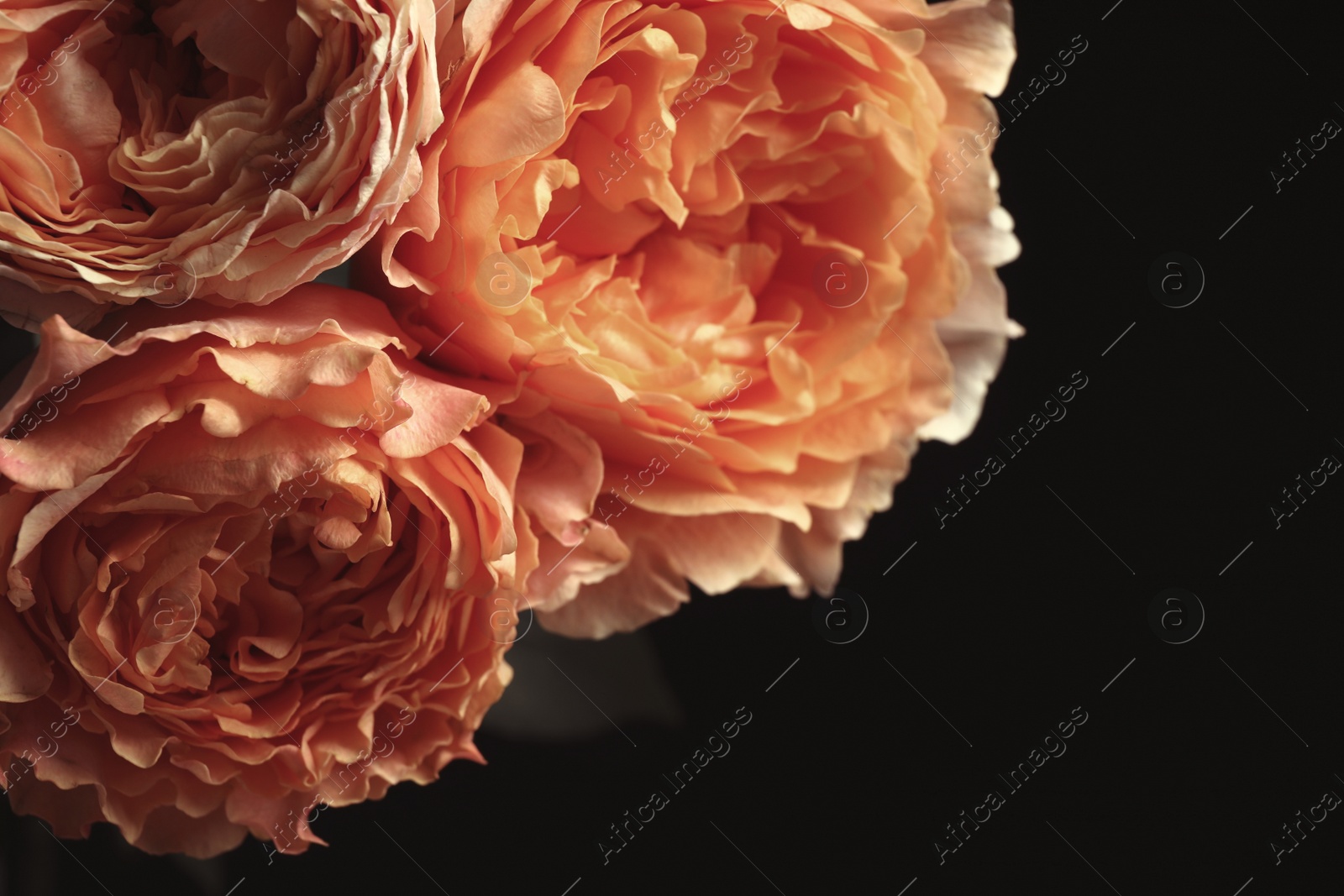 Photo of Beautiful roses on black background, closeup. Floral card design with dark vintage effect