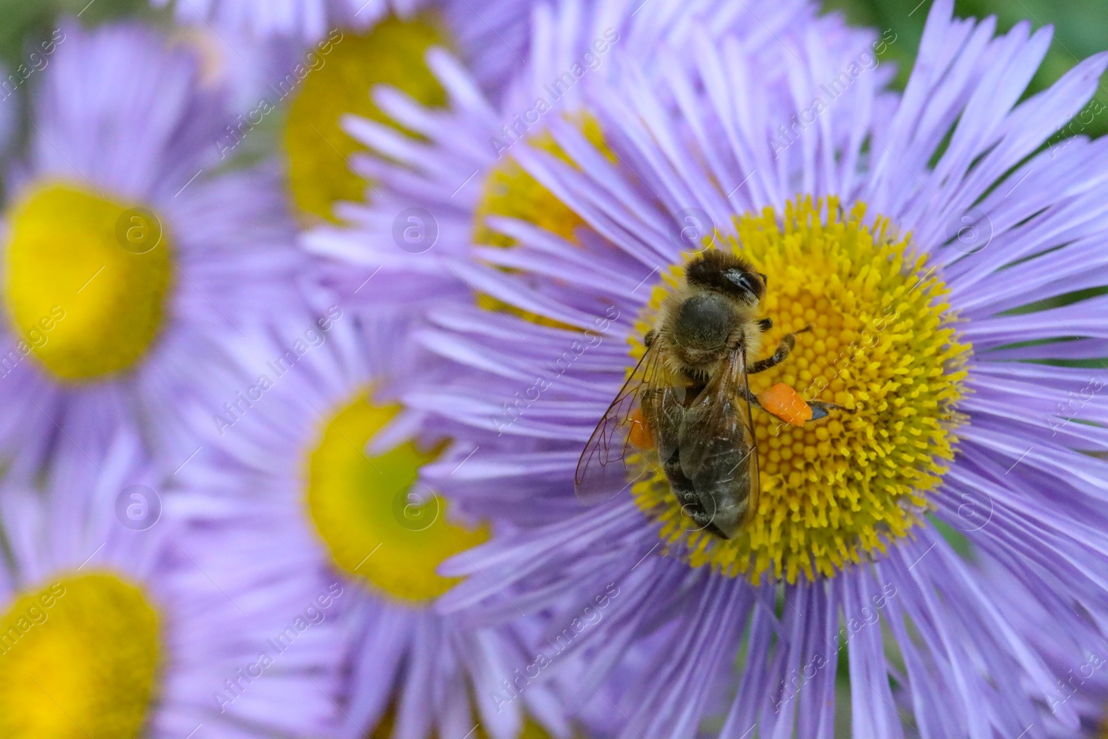 Photo of Honeybee collecting nectar from beautiful flower outdoors, closeup. Space for text