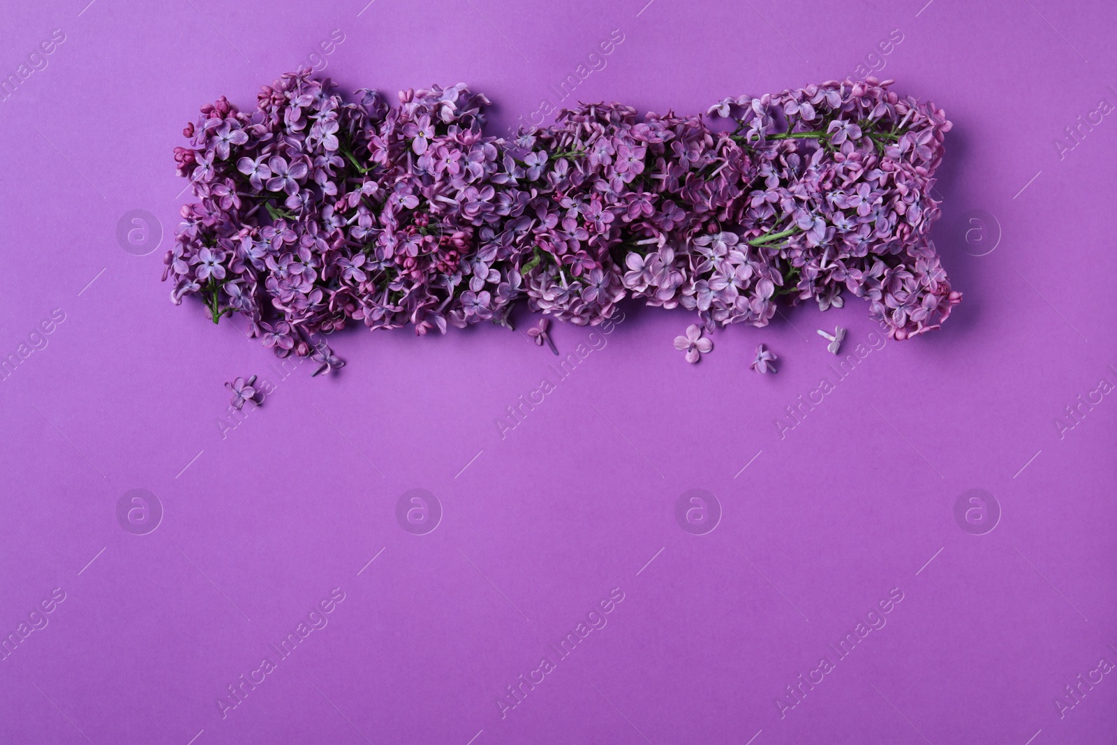 Photo of Beautiful lilac blossom on purple background, flat lay. Space for text