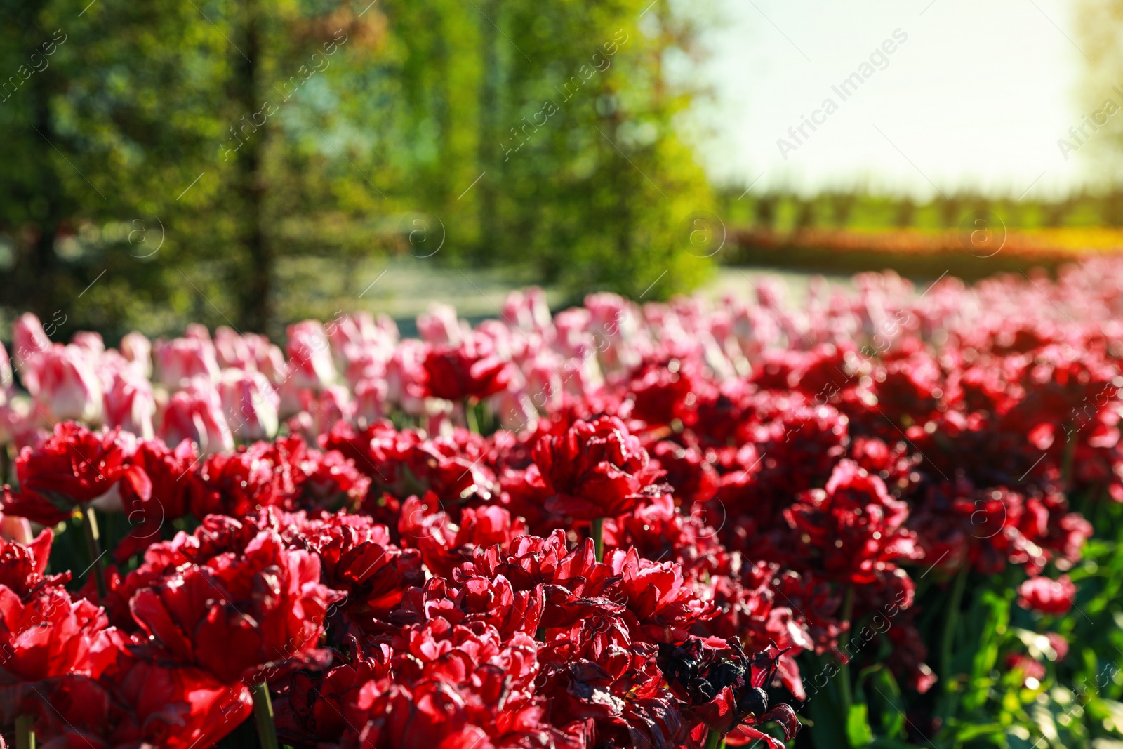 Photo of Beautiful view of field with blossoming tulips on sunny day