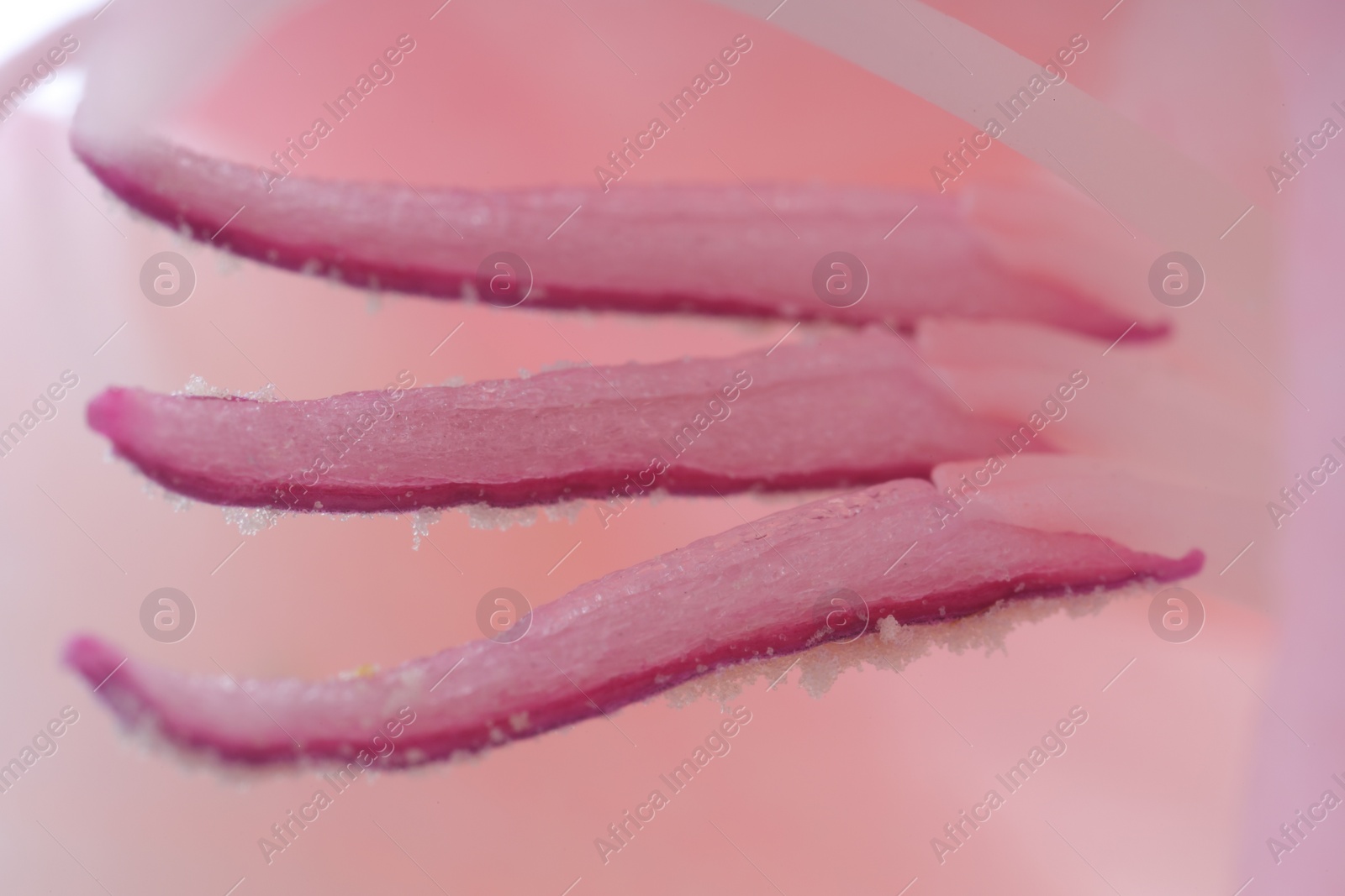 Photo of Beautiful pink gladiolus flower as background, macro view