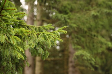 Beautiful fir with green branches in forest, closeup