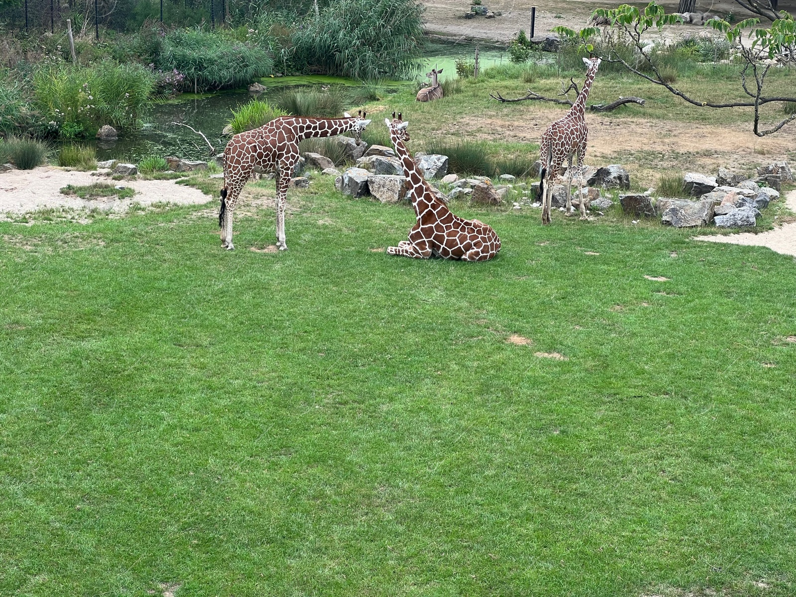 Photo of Rotterdam, Netherlands - August 27, 2022: Group of beautiful giraffes in zoo enclosure