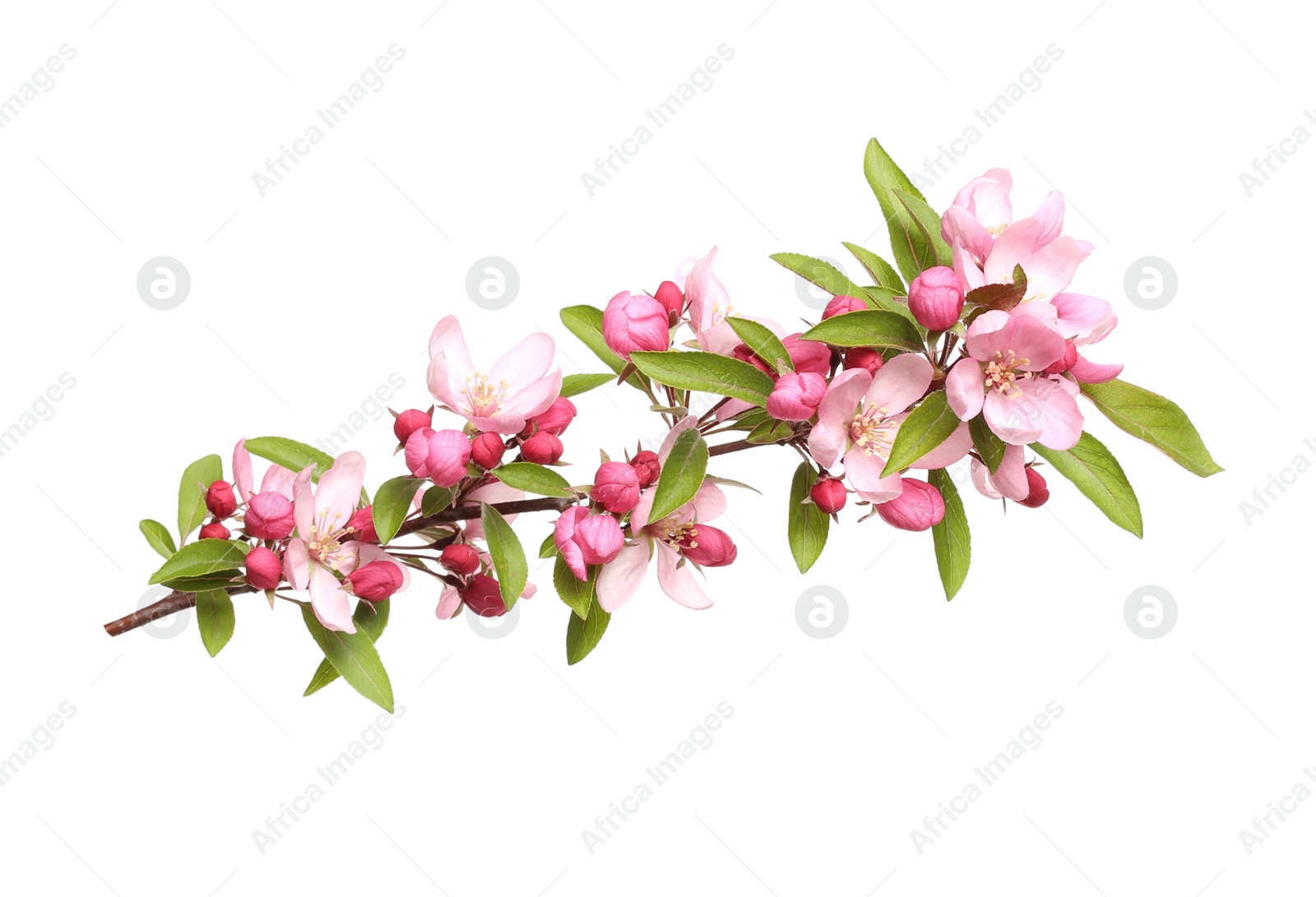 Photo of Beautiful sakura tree branch isolated on white