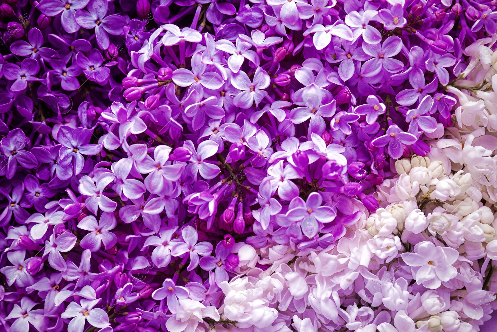 Image of Beautiful blossoming lilac flowers as background, closeup