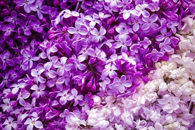 Beautiful blossoming lilac flowers as background, closeup