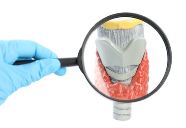 Doctor with magnifying glass looking at plastic model of afflicted thyroid on white background, closeup
