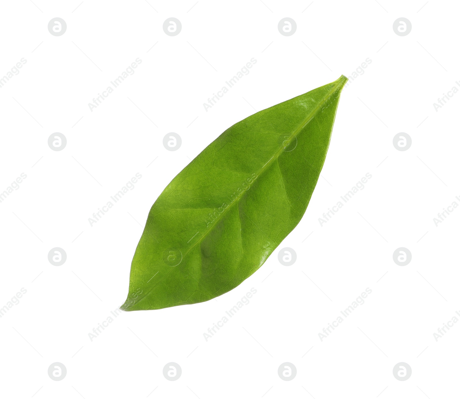 Photo of Fresh green coffee leaf isolated on white