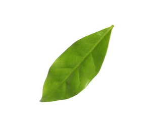 Photo of Fresh green coffee leaf isolated on white