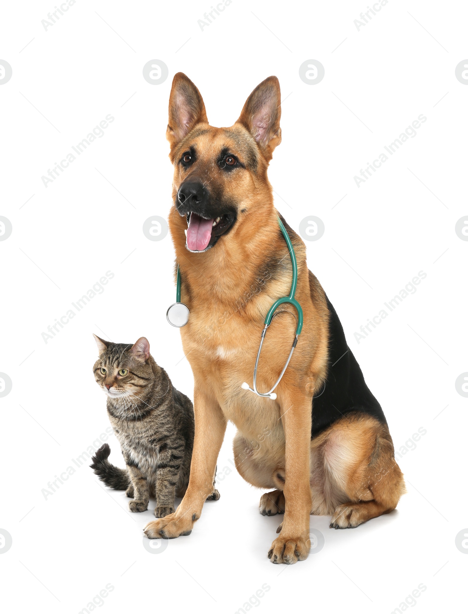 Photo of Cute dog with stethoscope as veterinarian and cat on white background