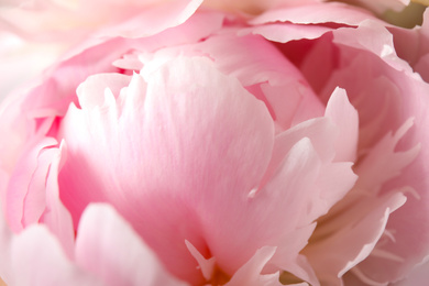 Photo of Beautiful blooming pink peony as background, closeup