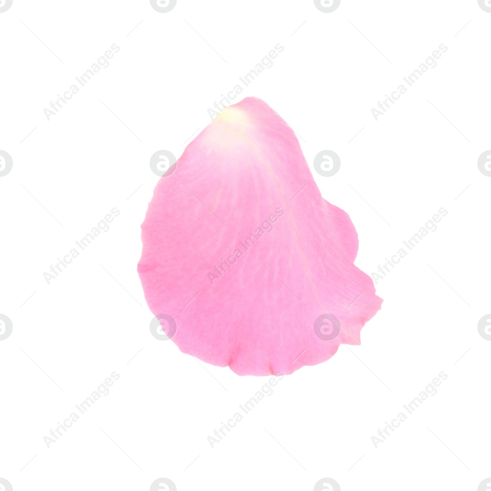 Photo of One pink rose petal isolated on white