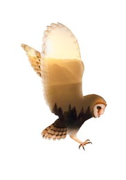 Image of Double exposure of common barn owl and forest in misty mountains