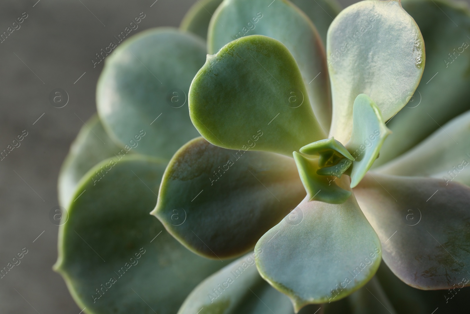 Photo of Beautiful echeveria on grey background, top view. Succulent plant