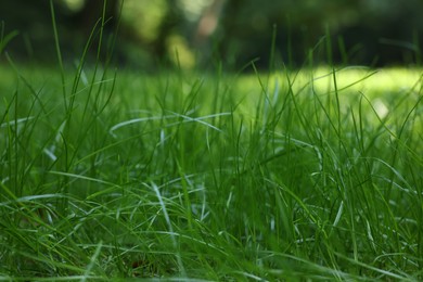Beautiful lawn with green grass outdoors, closeup