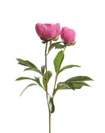 Photo of Fragrant peonies on white background. Beautiful spring flowers