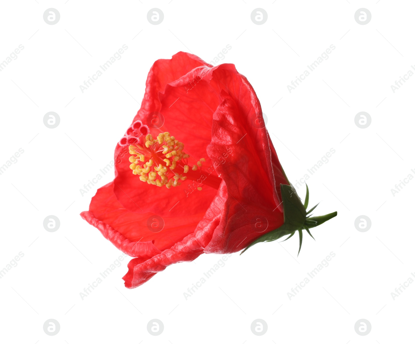 Photo of Beautiful red hibiscus flower on white background